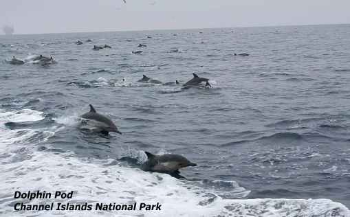 Bottlenose Dolphin - Channel Islands National Park (U.S. National